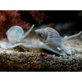 Caracol Nassarius X5