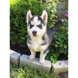 Emocionante Pomsky Hembra Criadero Saint Daniel 196