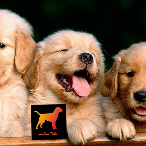 Golden Retriever Cachorros Pureza 100% Con Carnet De Salud