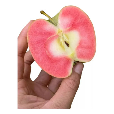 Manzana Pink Pearl Arbolito Injertado Frutal Exotico | Meses sin interés