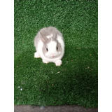 Coelho Anão Netherland Dwarf 