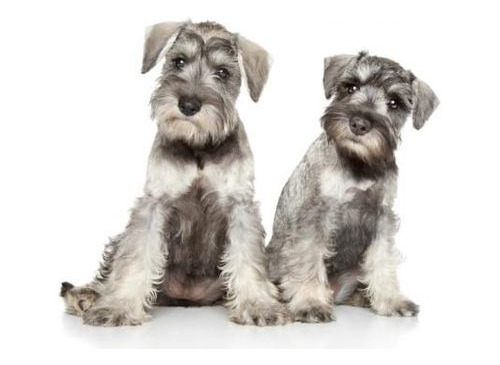 Cachorros Schnauzer Mini Sal Y Pimienta #11