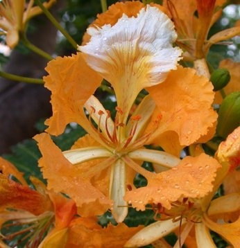 50 Sementes Flamboyant Salmão Delonix Regia Bonsai P/ Mudas