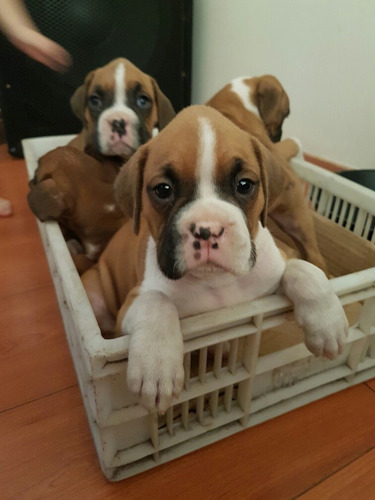 Cachorros Boxer Bayos 100% Pureza.