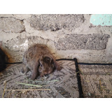 Mini Lop 