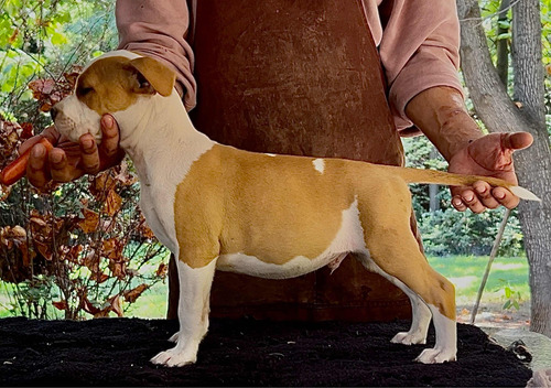 Cachorro American Staffordshire Terrier