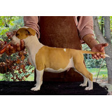 Cachorro American Staffordshire Terrier