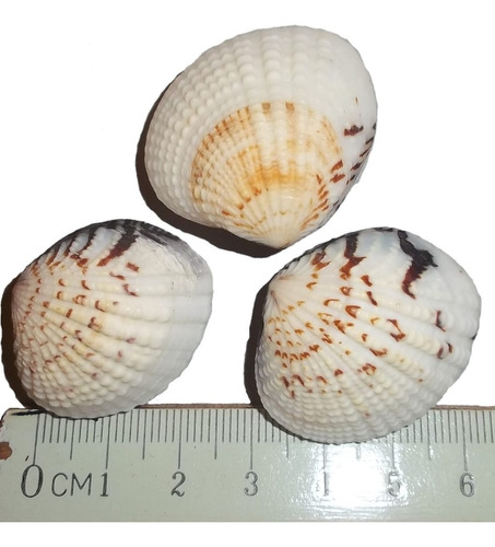 Caracol Marino Set X3 Concha Ostra Pecera Baño