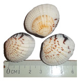 Caracol Marino Set X3 Concha Ostra Pecera Baño