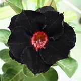 10 Semillas De Rosa Del Desierto Negro, Semillas De Adenio, 