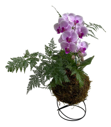 Kokedama Duo Orquídea Phalaenopsis+renda Francesa C/ Suporte