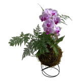 Kokedama Duo Orquídea Phalaenopsis+renda Francesa C/ Suporte