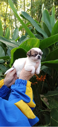 Cachorra Chihuahua Bicolor Animal Pets Colombia 