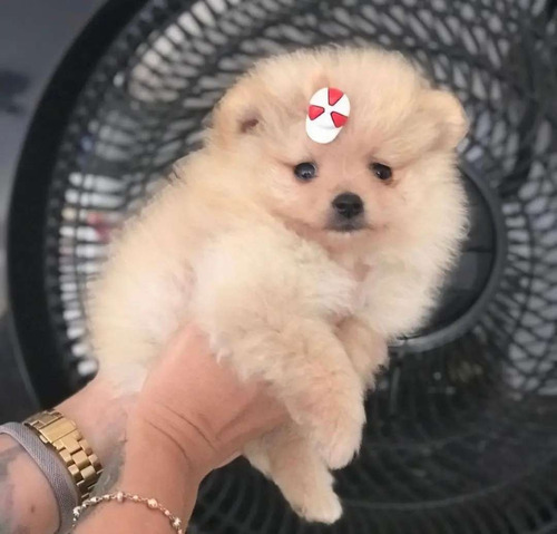 Pomerania Lulu Cachorros Raza Pura