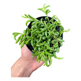 Suculenta Colar De Bananinha Pote 11 Senecio Planta Pendente