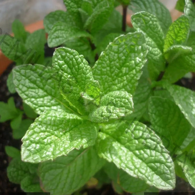 200 Semillas De Mentha Spicata - Hierbabuena - Yerbabuena | Envío gratis
