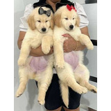 Filhotes De Golden Retriever