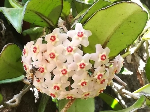 Clepia Pequeña - Flor De Cera