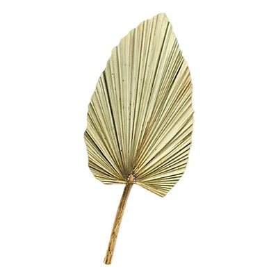 Hoja De Palma Seca Para Jarrón Hojas De Palma Reales