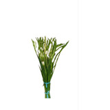 50pz Jumbo Bulbos De Gladiolas  Blanca 