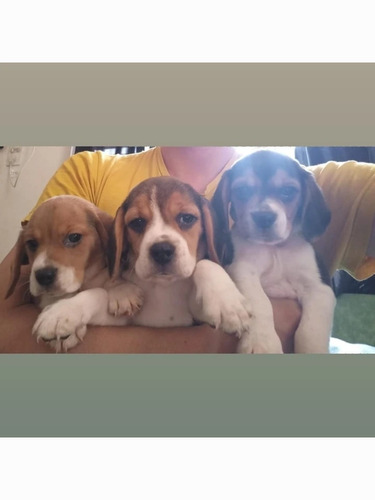 Beagles Cachorros