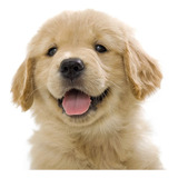 Cachorro Golden Retriever Retriver Perro Cachorrito