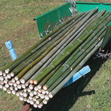 8 Varas De Bambú Natural Verde 150 Cm Largo / 5 Cm Grosor