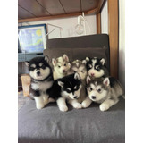 Cachorros Alaska