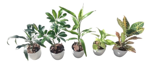 Plantas - Mini Combo De Interior  X 5u