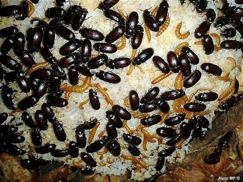 Besouro Do Amendoim 150 Un - Frete A Combinar 