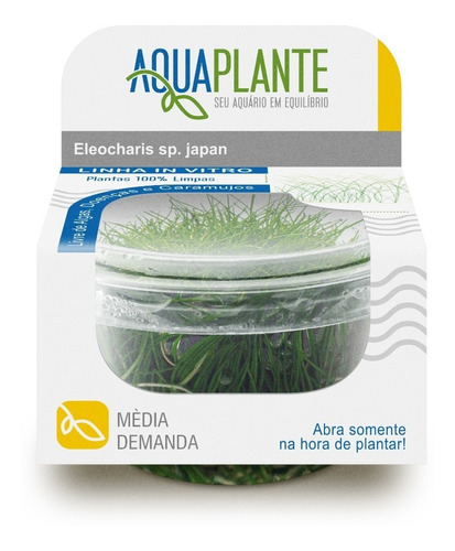 Planta Aquaplante Eleocharis Sp. Japan (carpete)