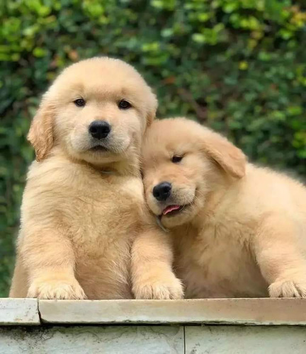 Preciosos Cachorros Golden Retriever 