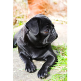 Cachorro Pug Carlino Negro!! 06