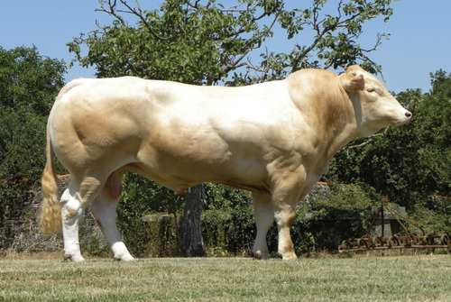 Semen Bovino Blonde D´ Aquitaine - Toro Omer