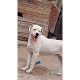 Cachorro Dogo Argentino Blanco Hembra