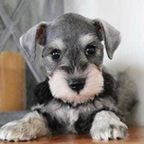 Schnauzer Miniatura Cachorros Auténticos Vip