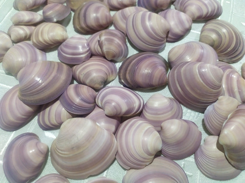 50 Almejas Purpura De La Costa Concha Marino Caracol Lote 5