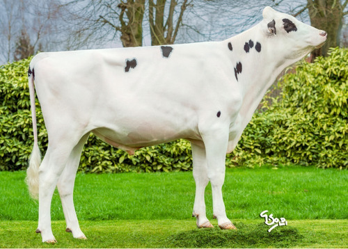 Semen Bovino Holstein - Levi