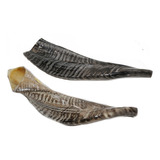 Shofar De Chifre De Carneiro De Tocar De Israel/dark 30-34cm