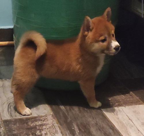 Genuino Cachorro Shiba Inu Macho Excelente Linaje  