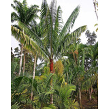 Dypsis Lastelliana