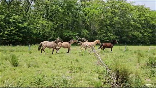 Vendo 4 Potros Criollos Puros De Pedigree