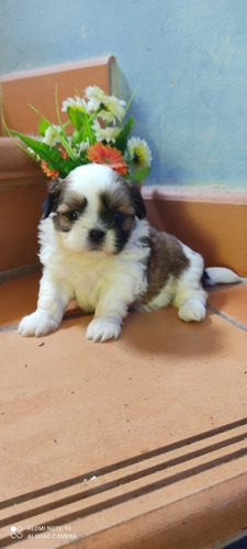 Shitzu Mini Cachorro Medellin Bogota Cali Disponibles 