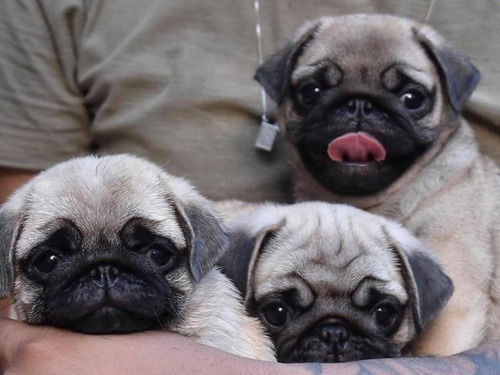 Cachorros Pug Cervato