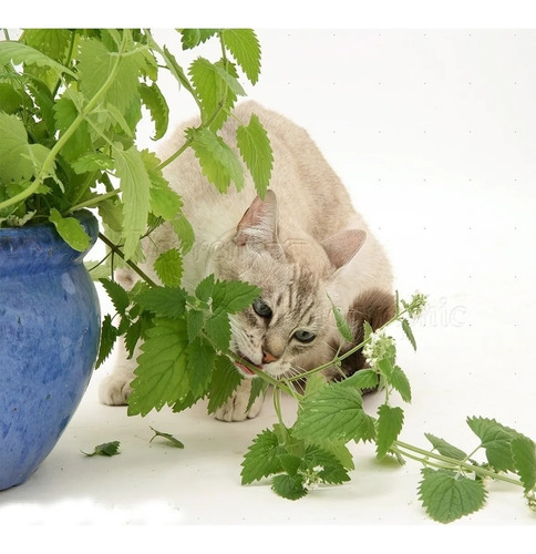 1000 Catnip Sementes De Erva Do Gato Frete Gratis Brasil !!!