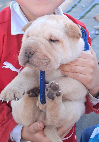 Sharpei Americano