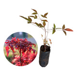 Linda Muda De Nandina 