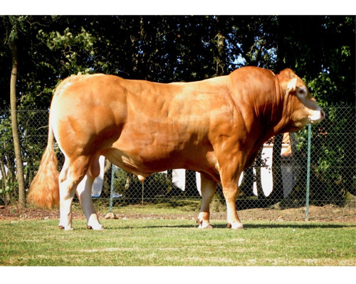 Semen Bovino Limousin - Toro Jitan Gd