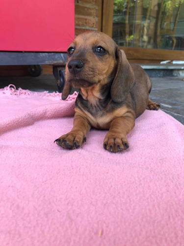 Hermosos Dachshund Salchicha Mini