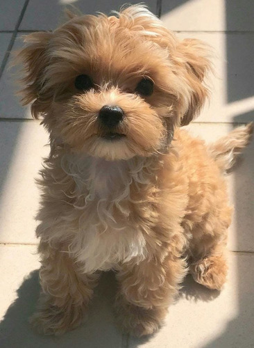 Maltés Cachorros Súper Lindos